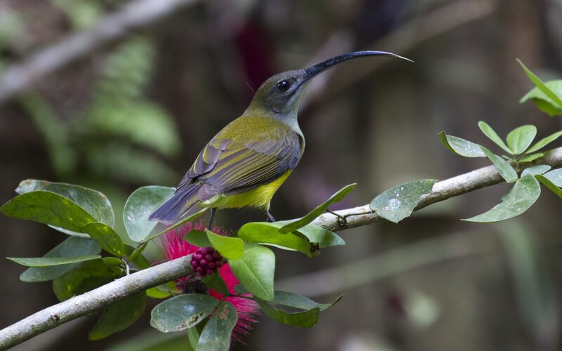 Sunbird on Branch