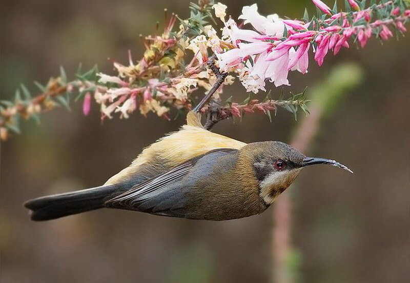 Sunbird on Flower Branch