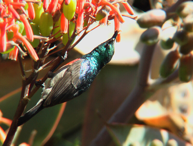 Sunbird on Flower — Green