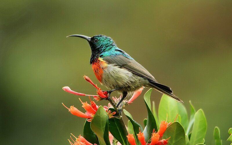 Sunbird on Flower