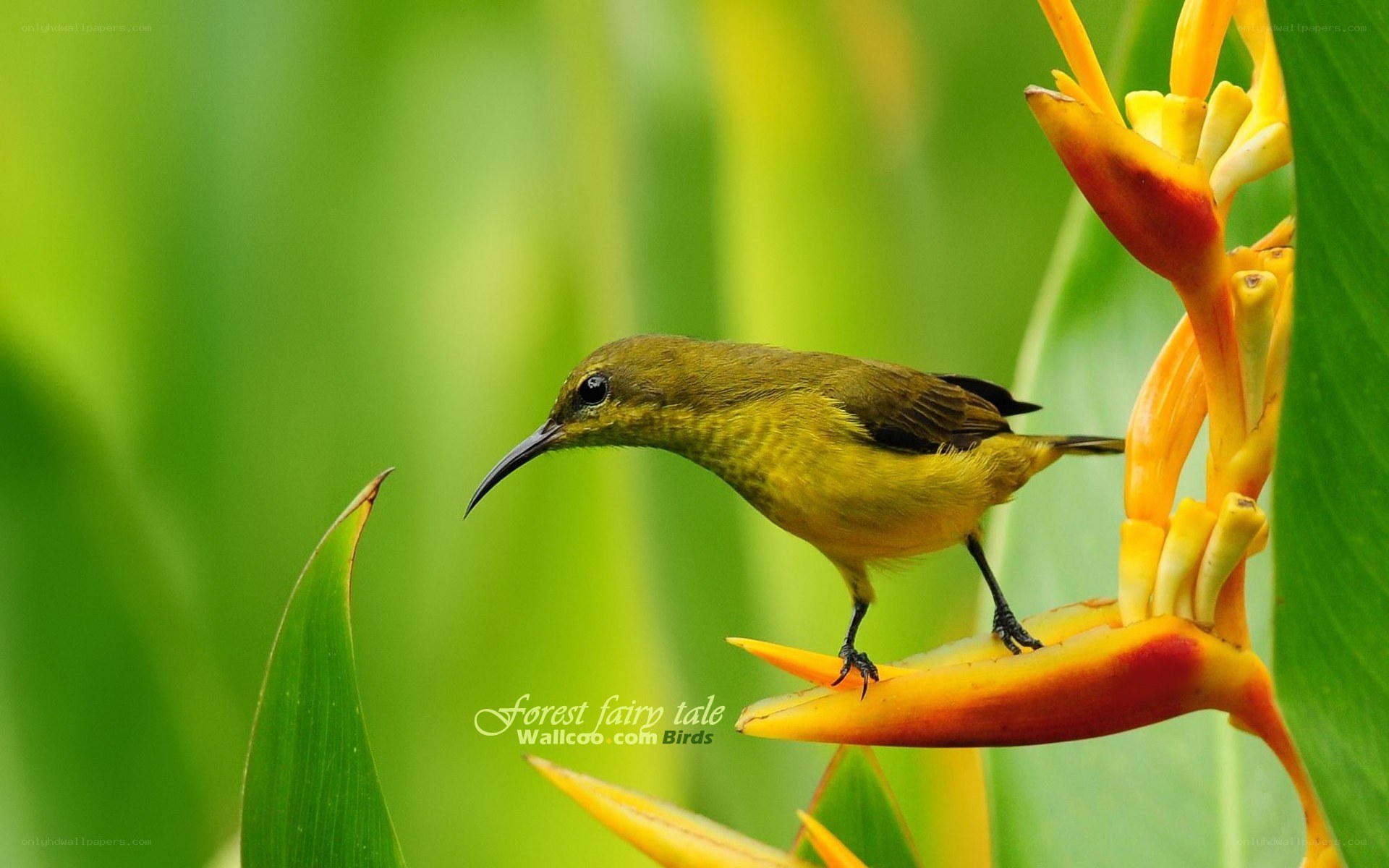 Sunbird on heliconia flower