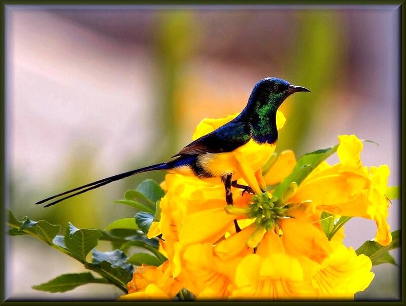 Sunbird on yellow flower