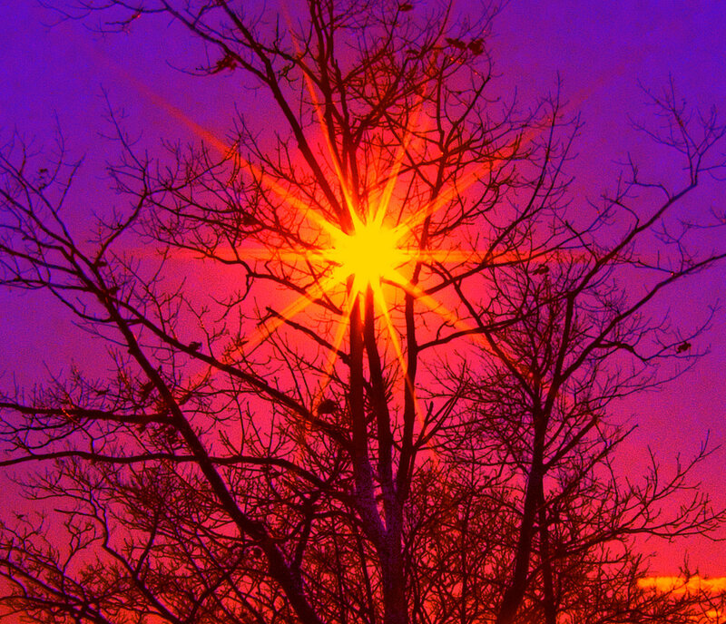 Sunburst through bare branches