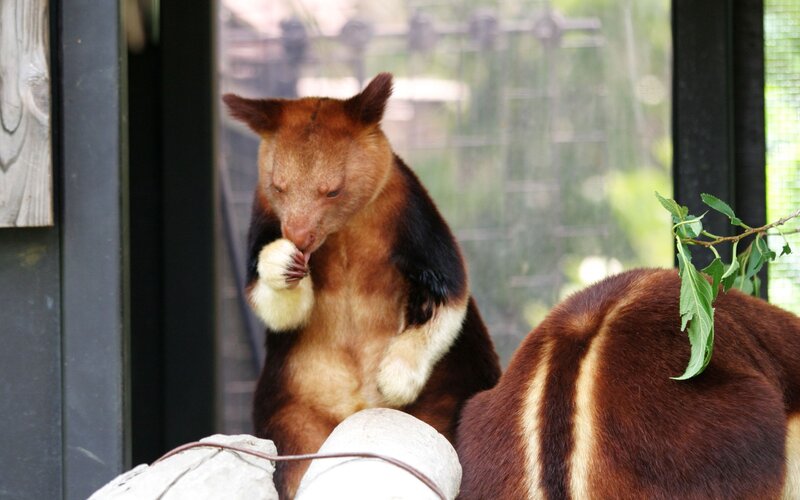 Sunda flying fox eating