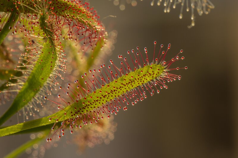 Sundew Plant Tentacles