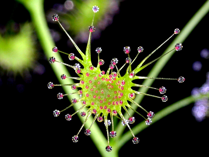 Sundew Plant with Dew Drops — Green