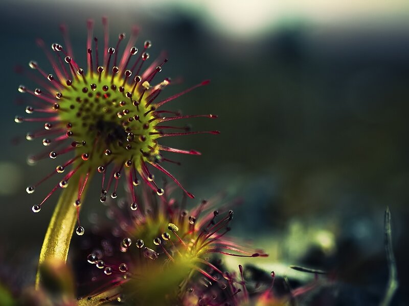 Sundew Plant with Dew — Green, Natural, Photograph, Dew Drops