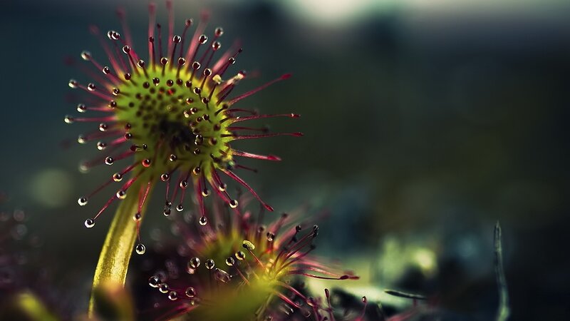 Sundew Plant with Dew — Green