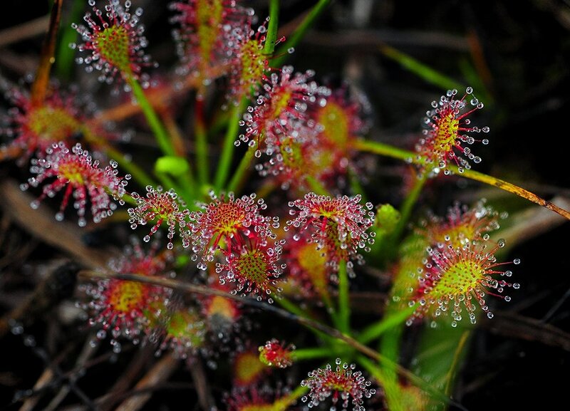 Sundew Plant with Dew