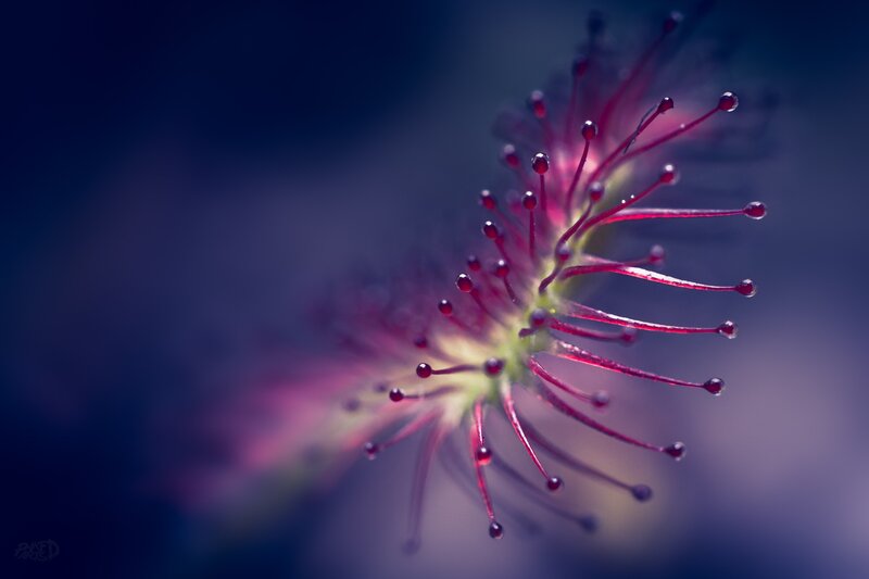Sundew Plant with Dewdrops