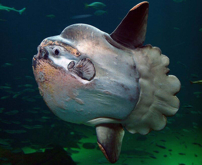 Sunfish Swimming Underwater