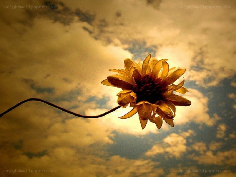 Sunflower against a cloudy sky