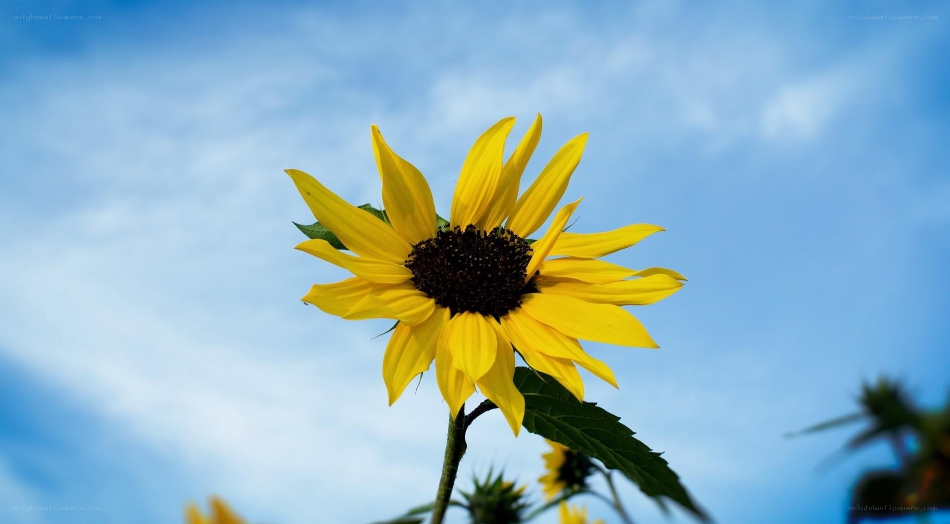 Sunflower against blue sky