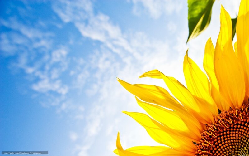 Sunflower against blue sky