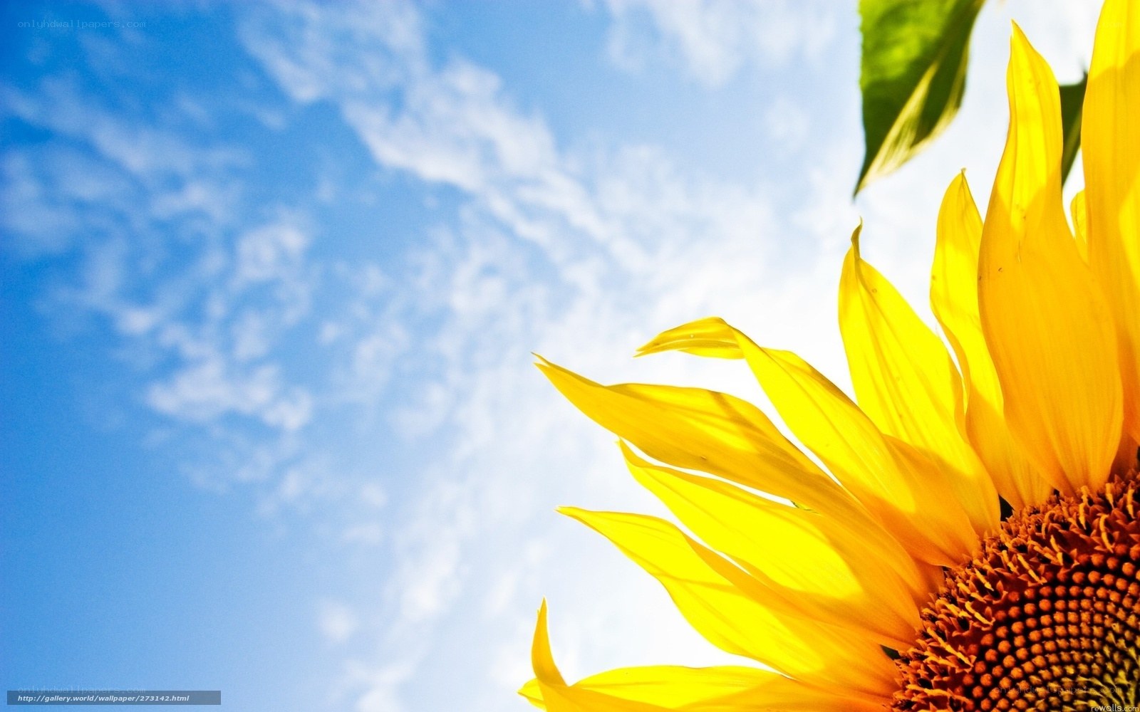Sunflower against blue sky