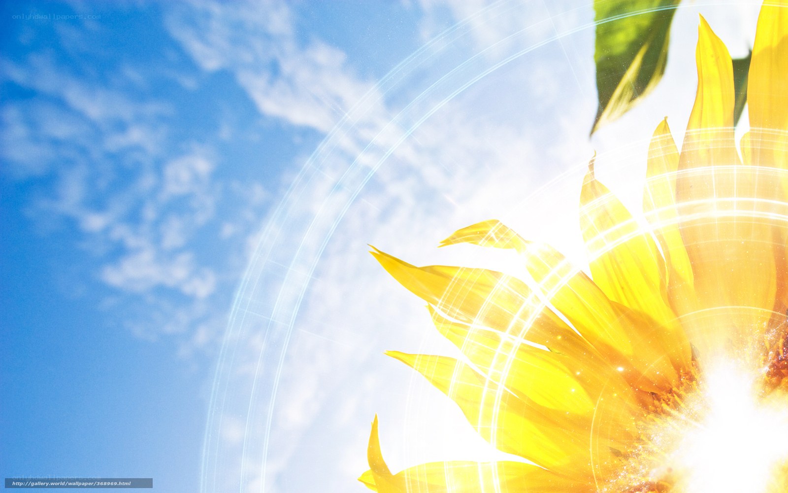 Sunflower against blue sky