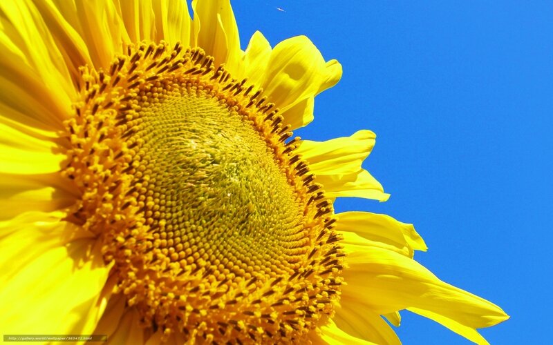 Sunflower against blue sky