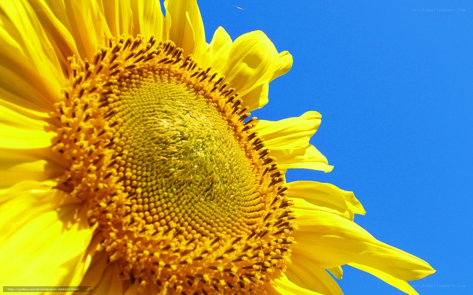 Sunflower against blue sky