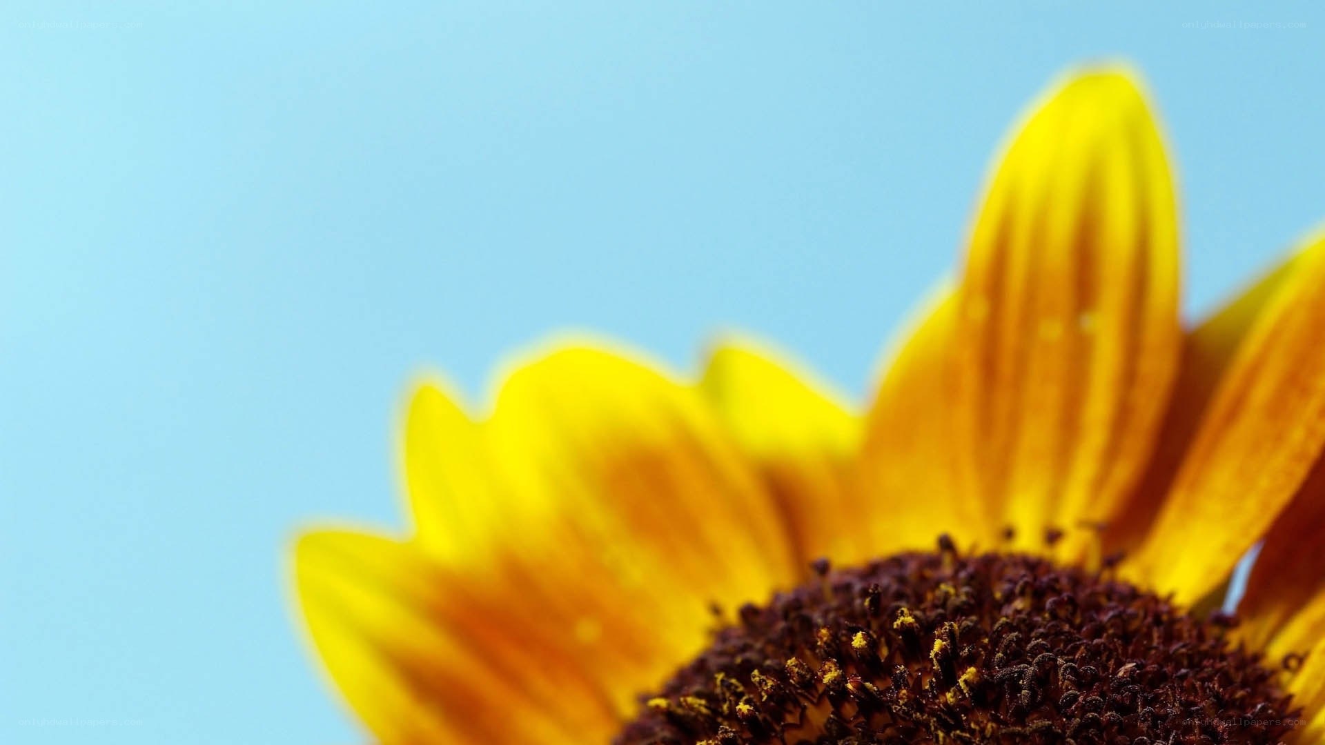 Sunflower against blue sky