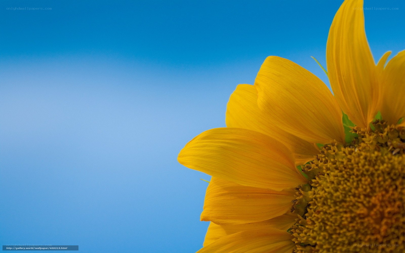 Sunflower against blue sky