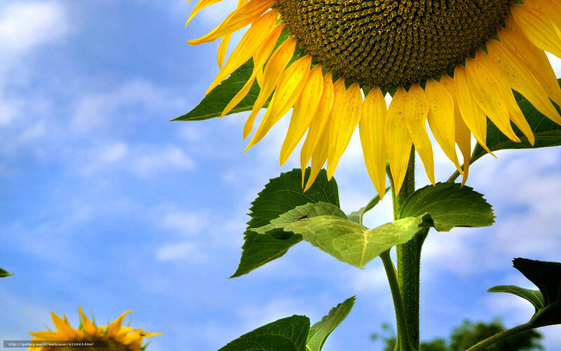 Sunflower against blue sky