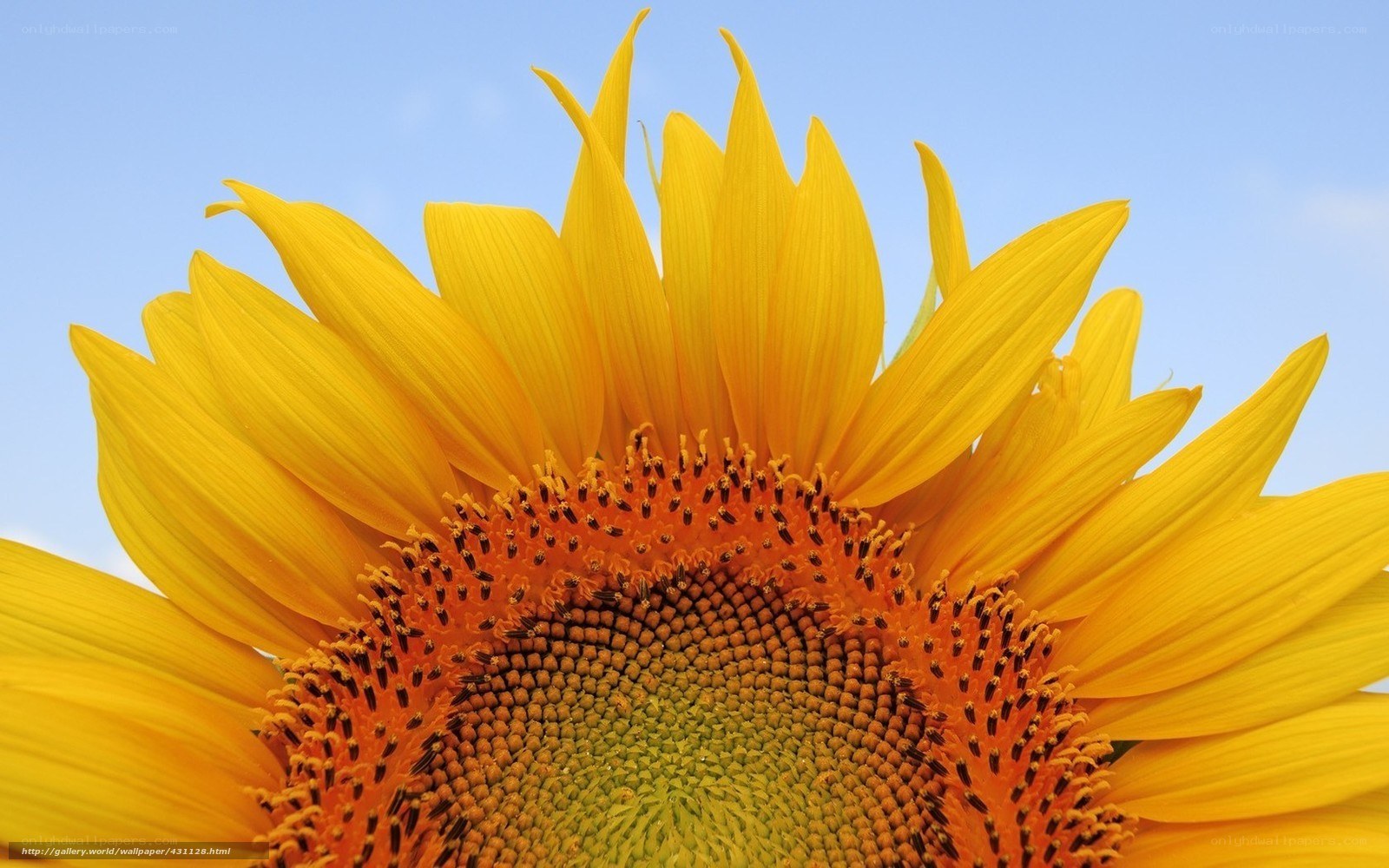 Sunflower against blue sky