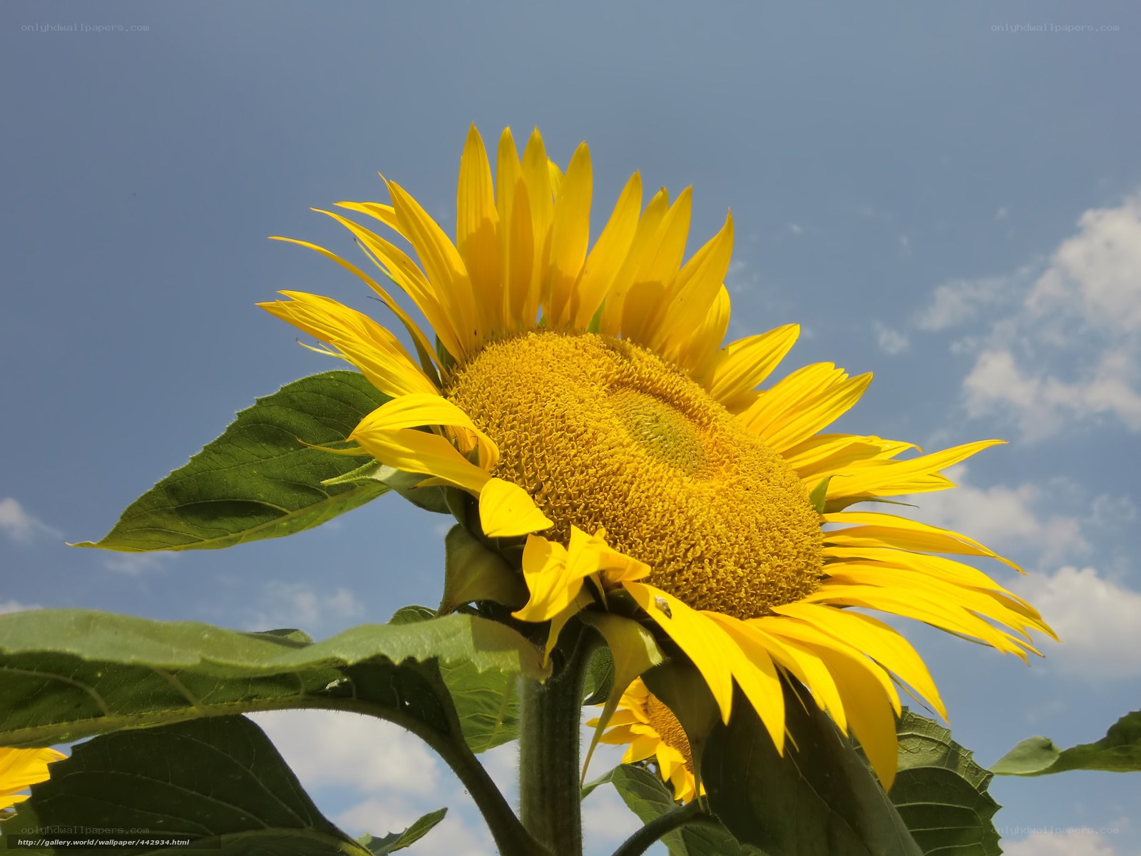 Sunflower against blue sky