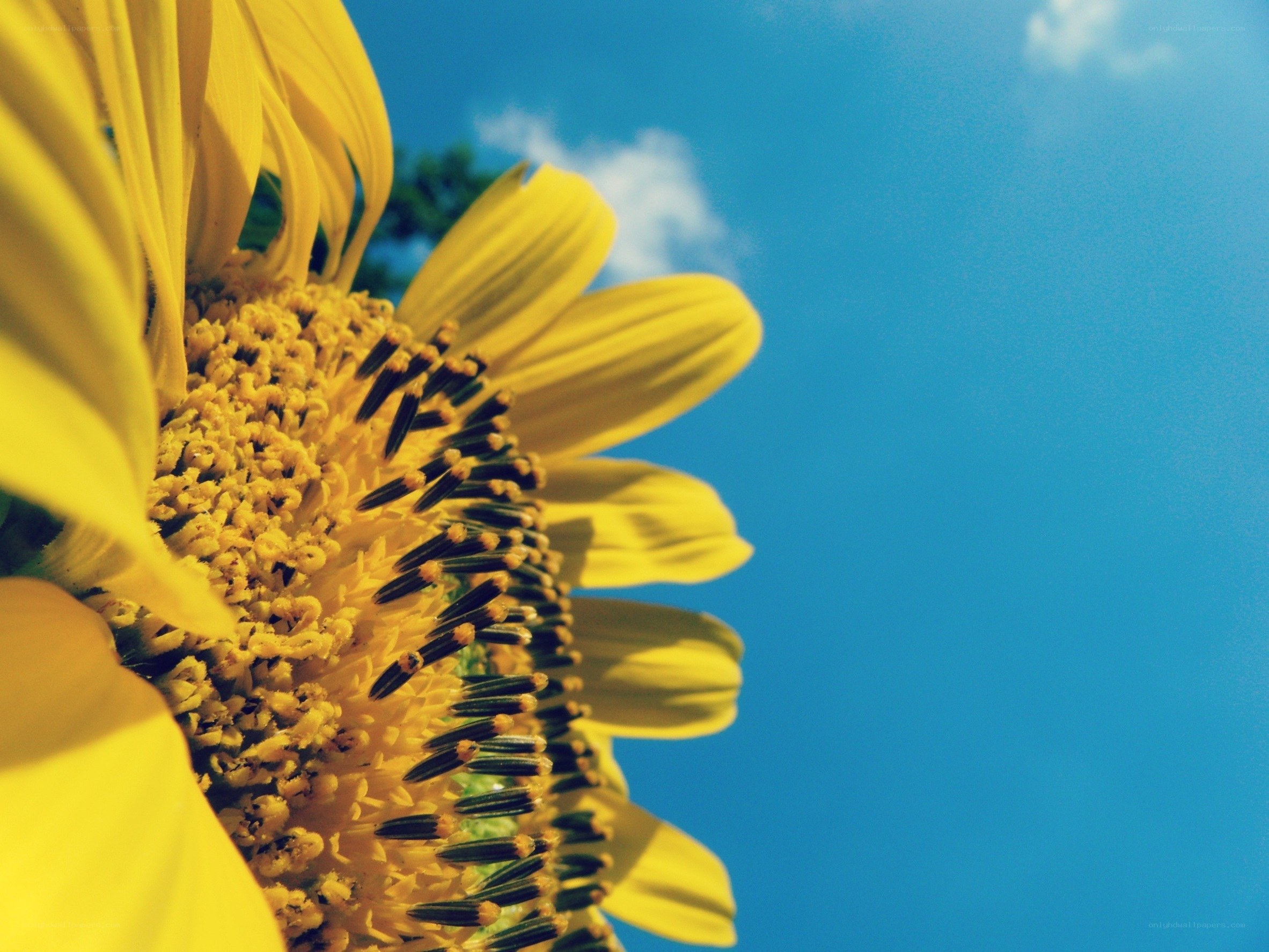 Sunflower against blue sky