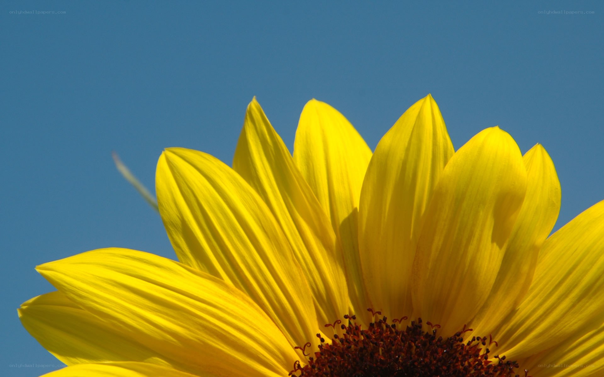 Sunflower against blue sky
