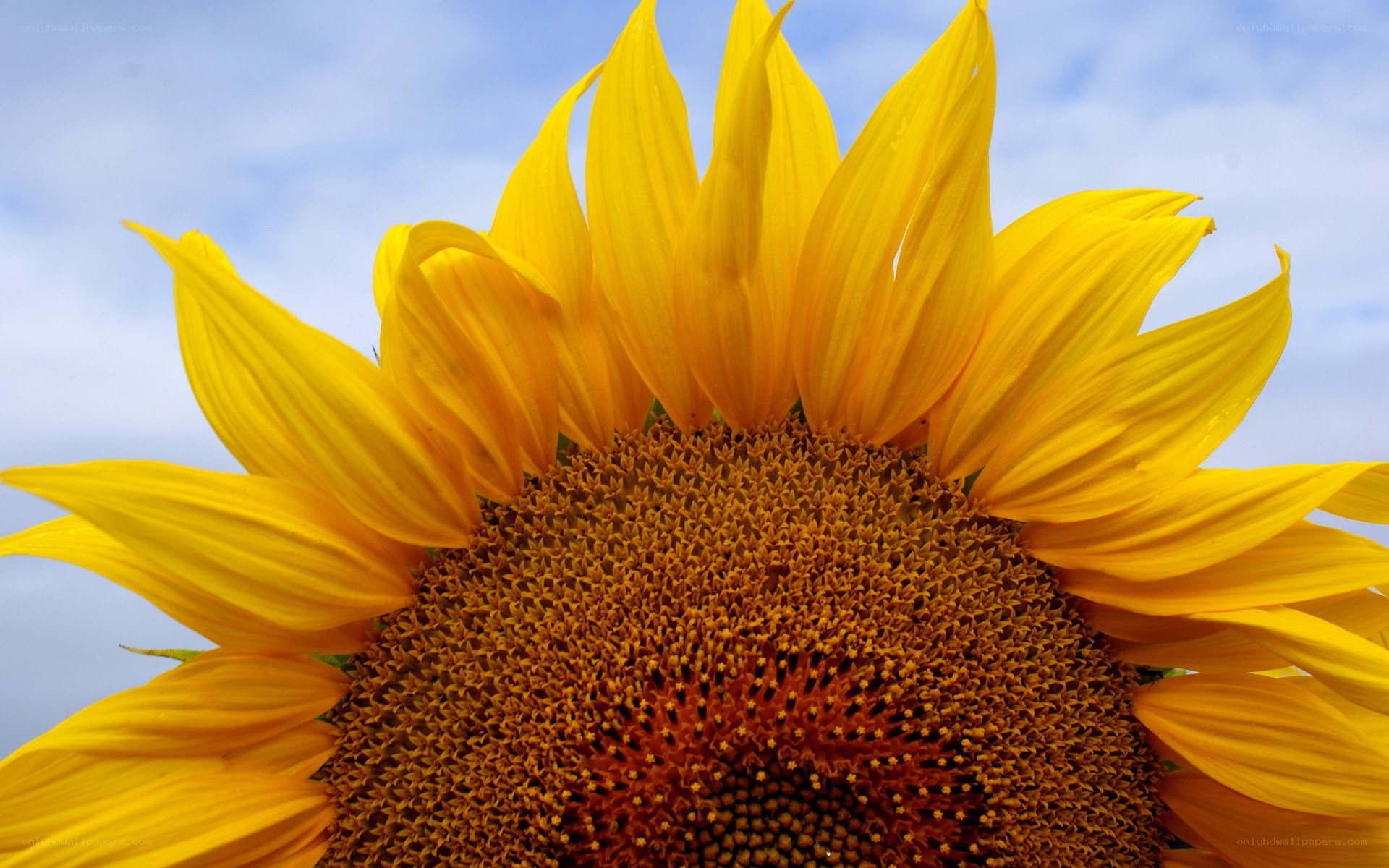 Sunflower against blue sky
