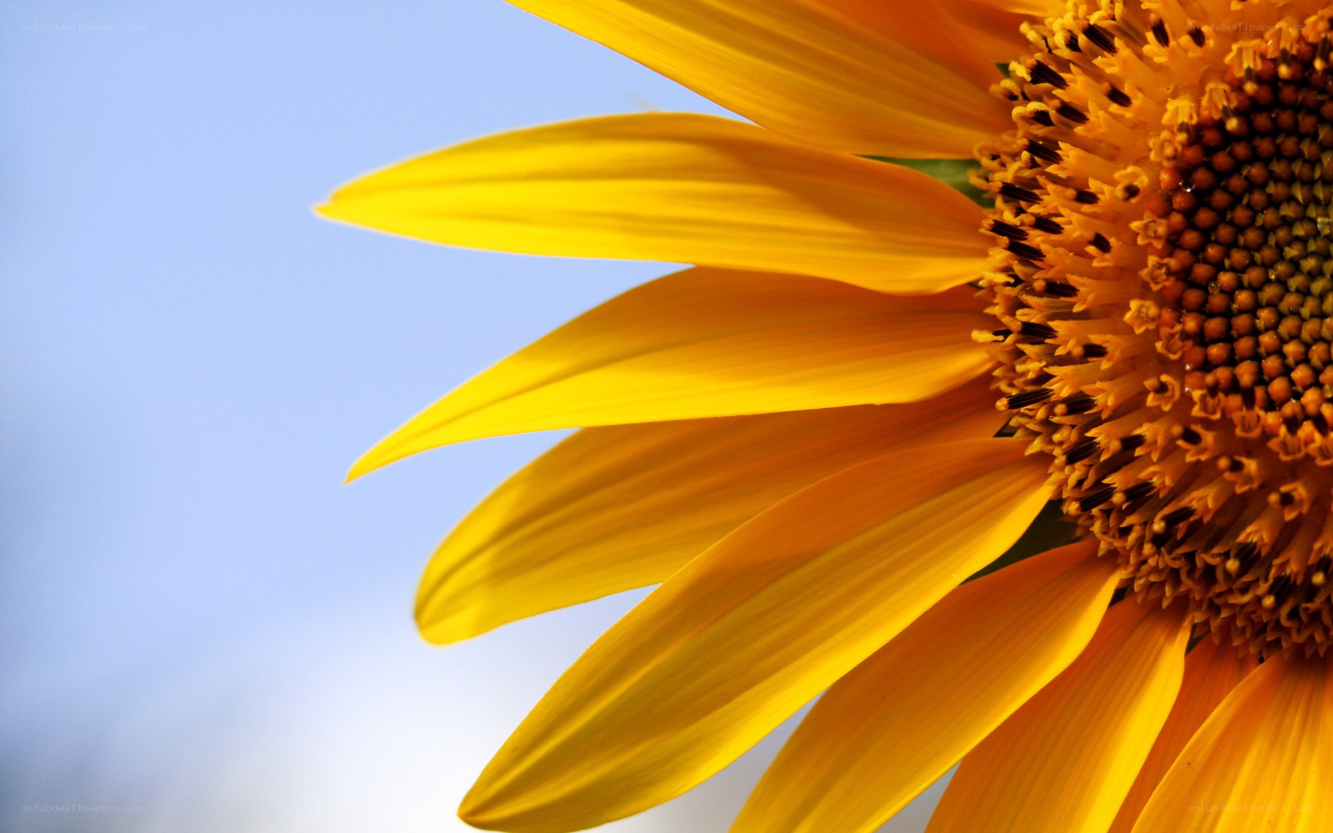 Sunflower against blue sky