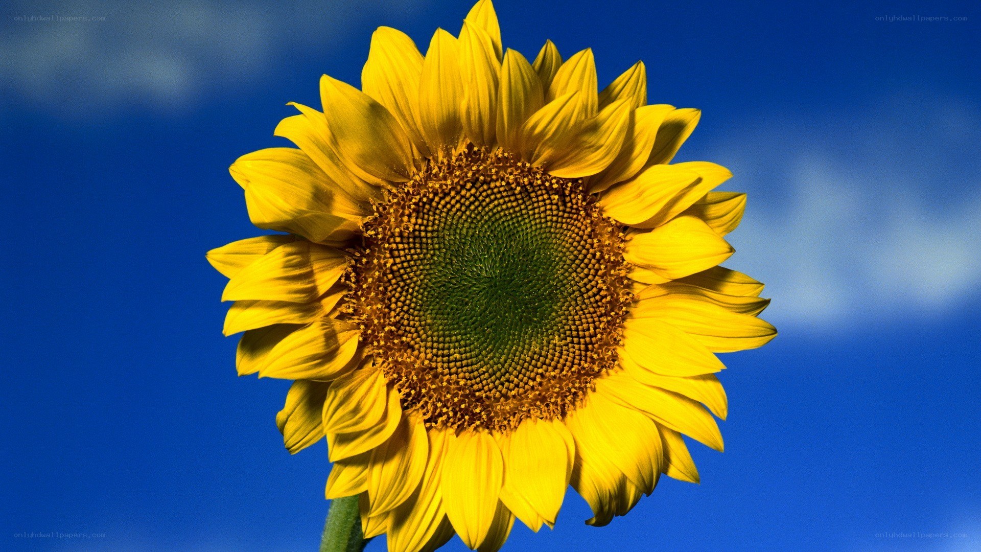 Sunflower against blue sky