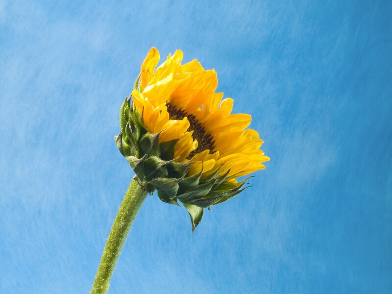 Sunflower against blue sky