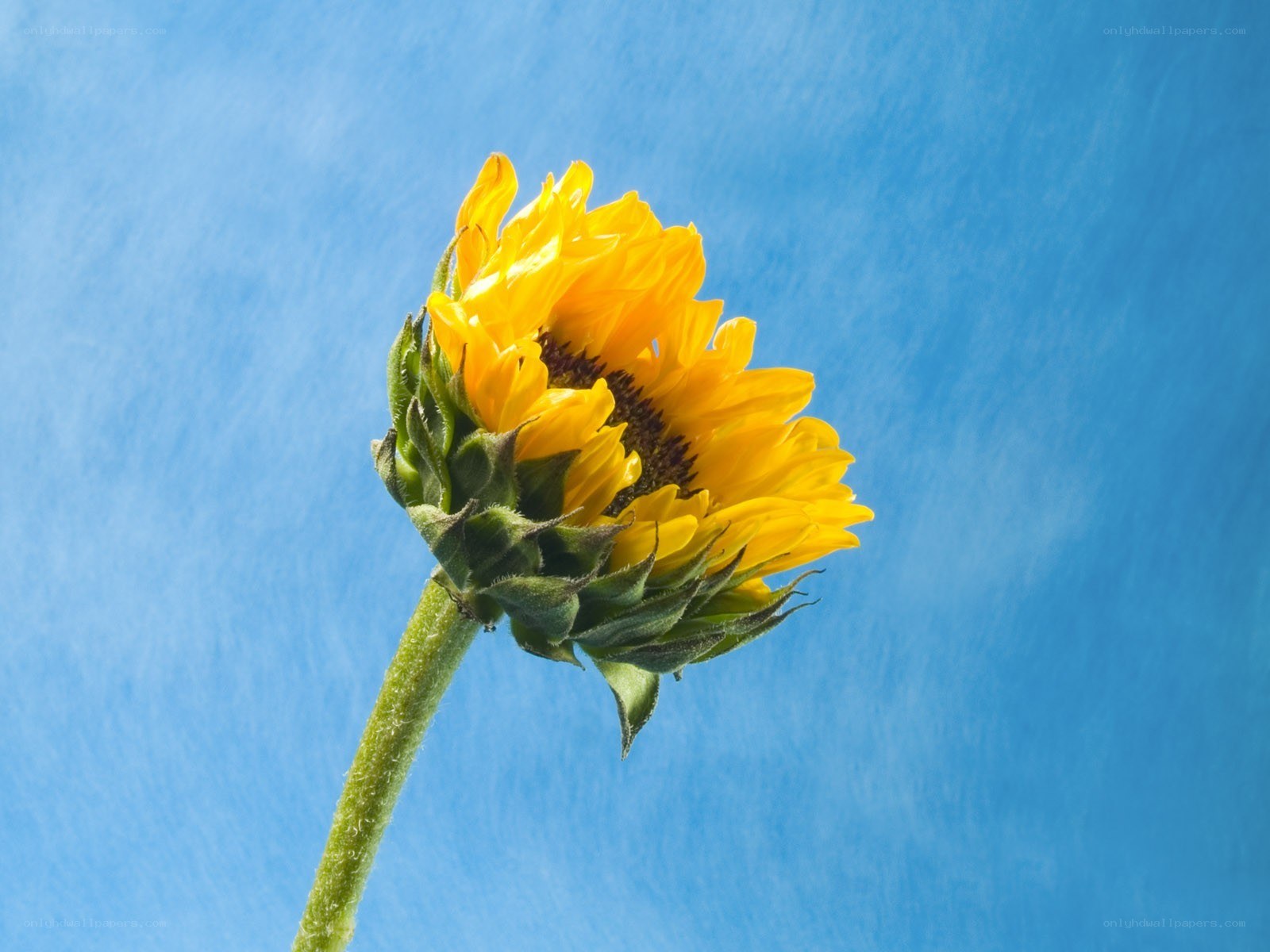 Sunflower against blue sky