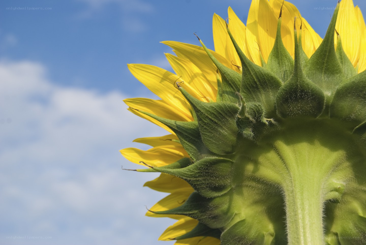 Sunflower against blue sky
