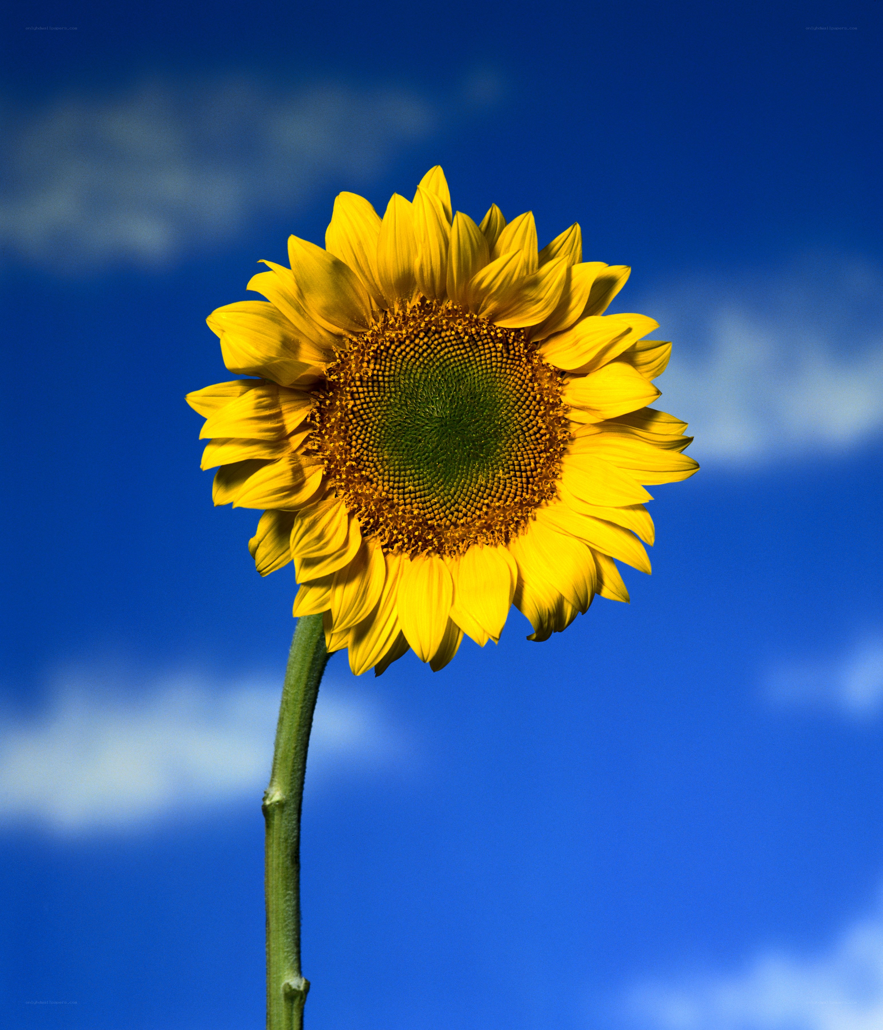 Sunflower against blue sky