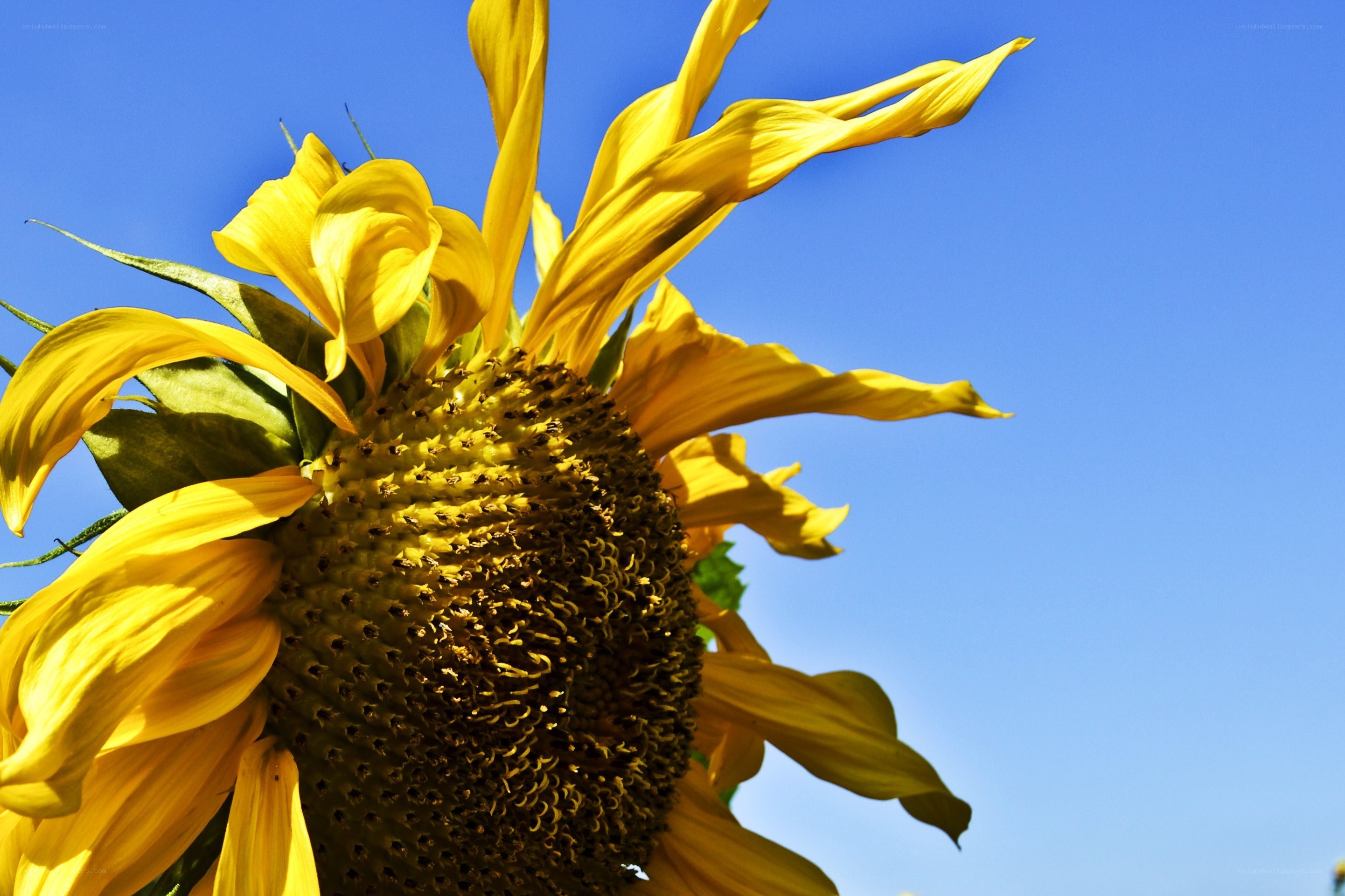 Sunflower against blue sky