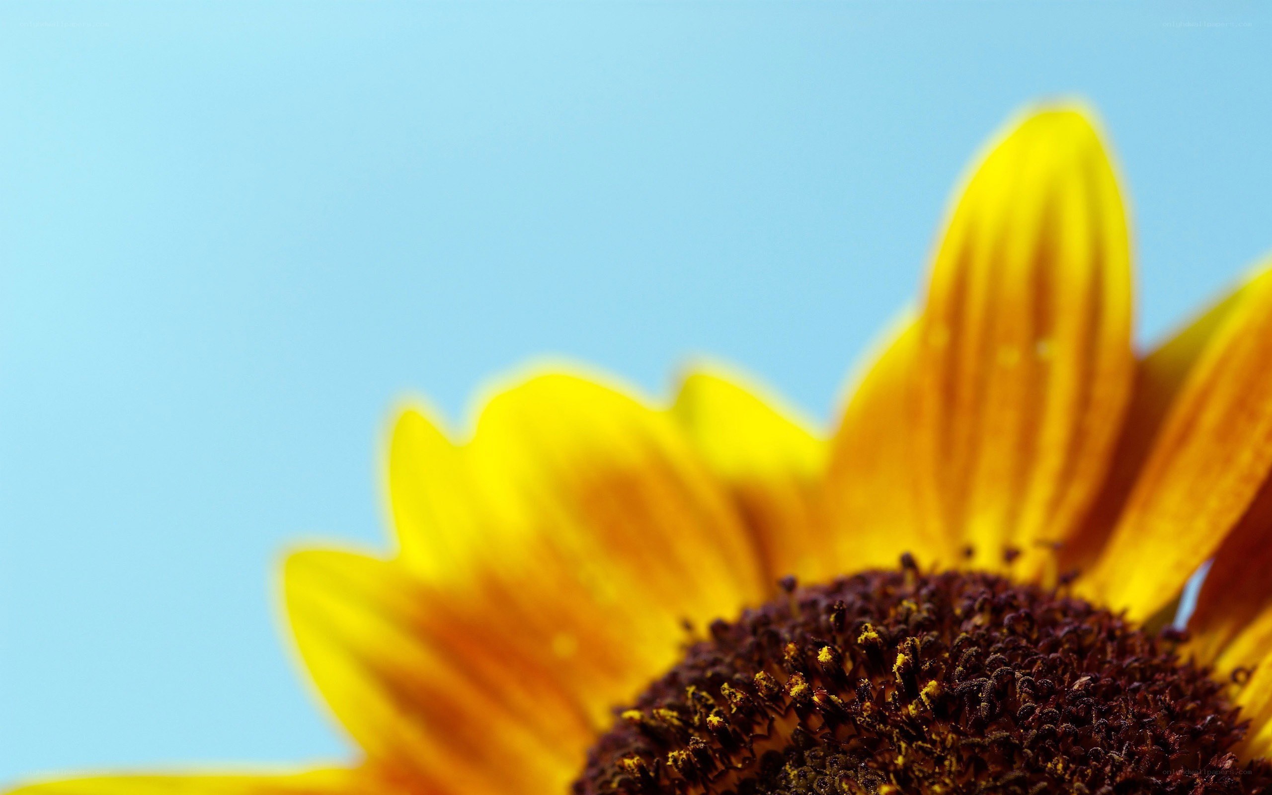 Sunflower against blue sky