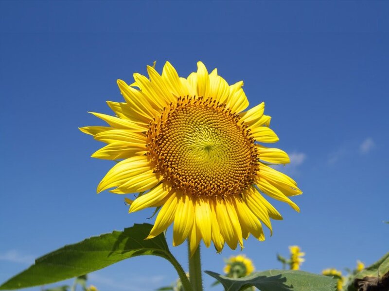 Sunflower against blue sky