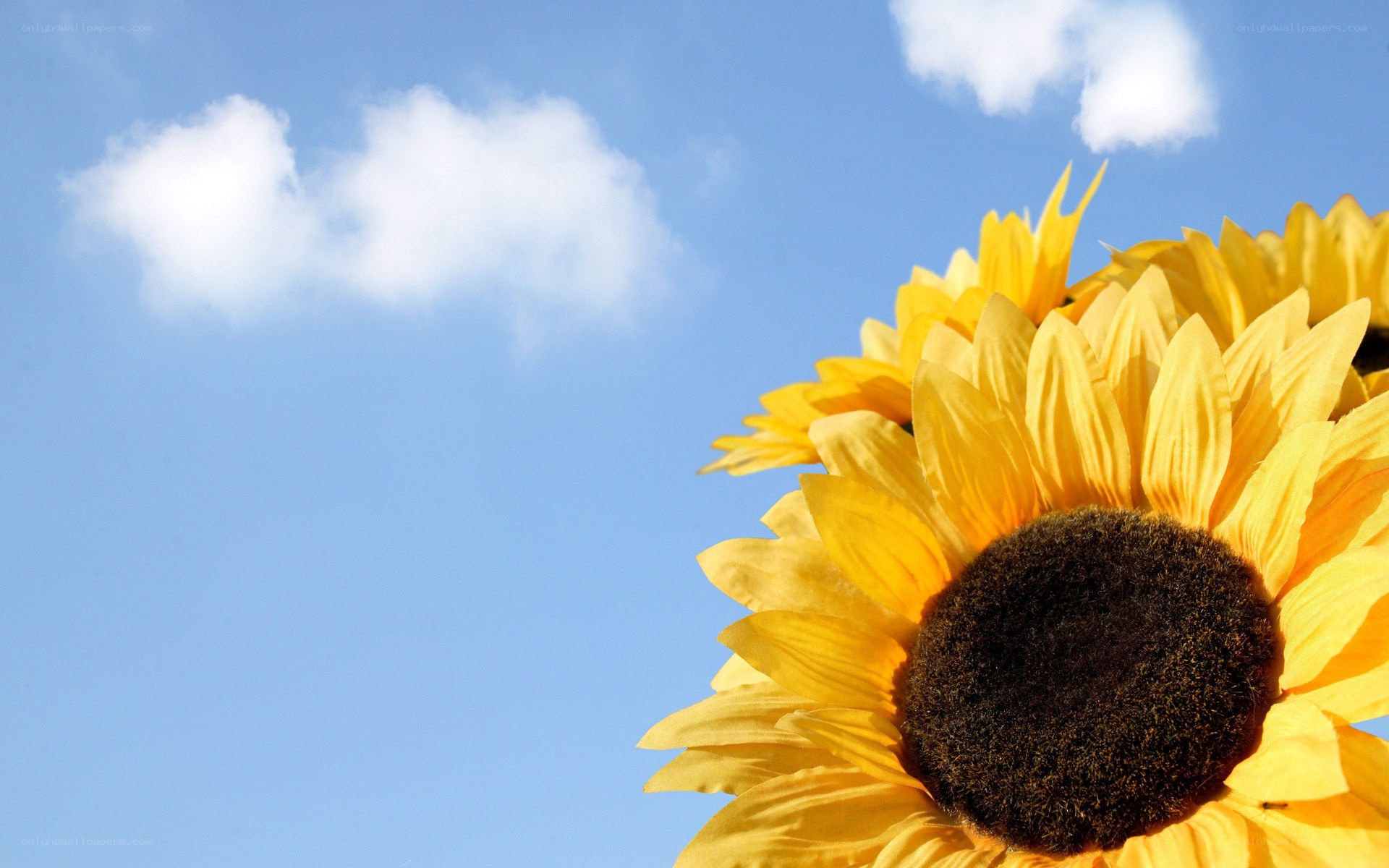 Sunflower against blue sky