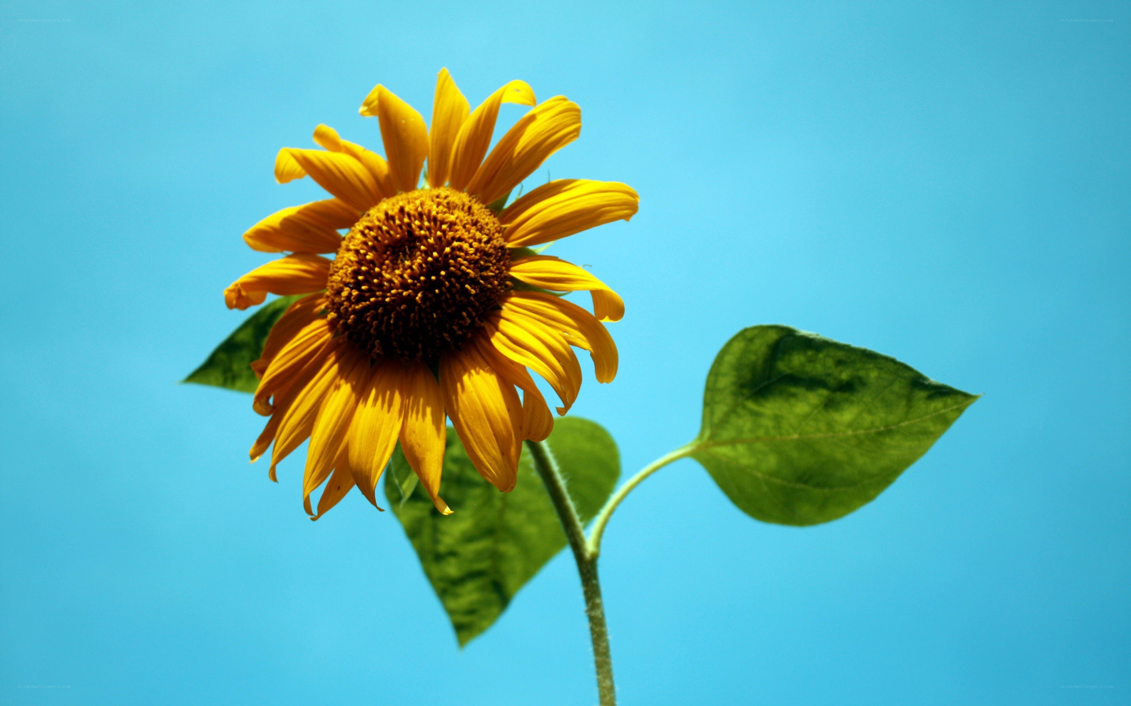 Sunflower against blue sky