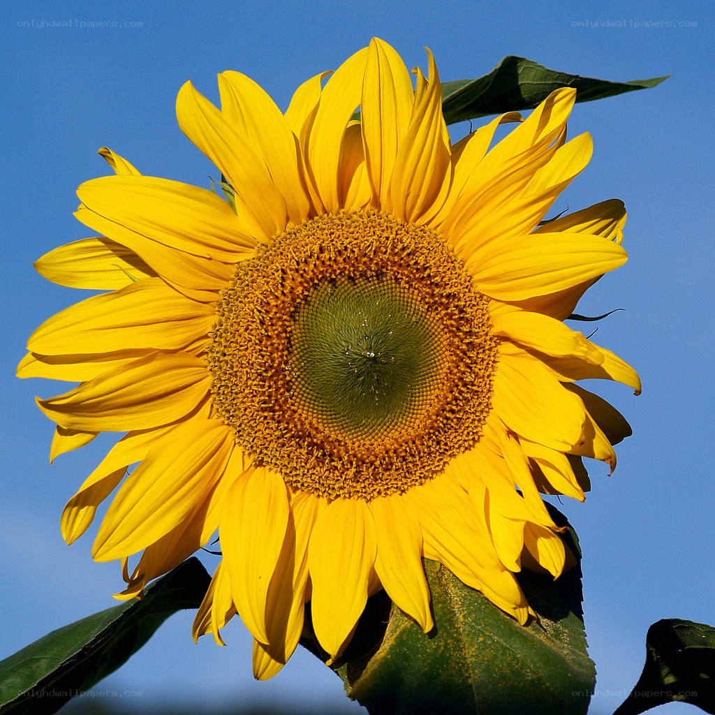 Sunflower against blue sky