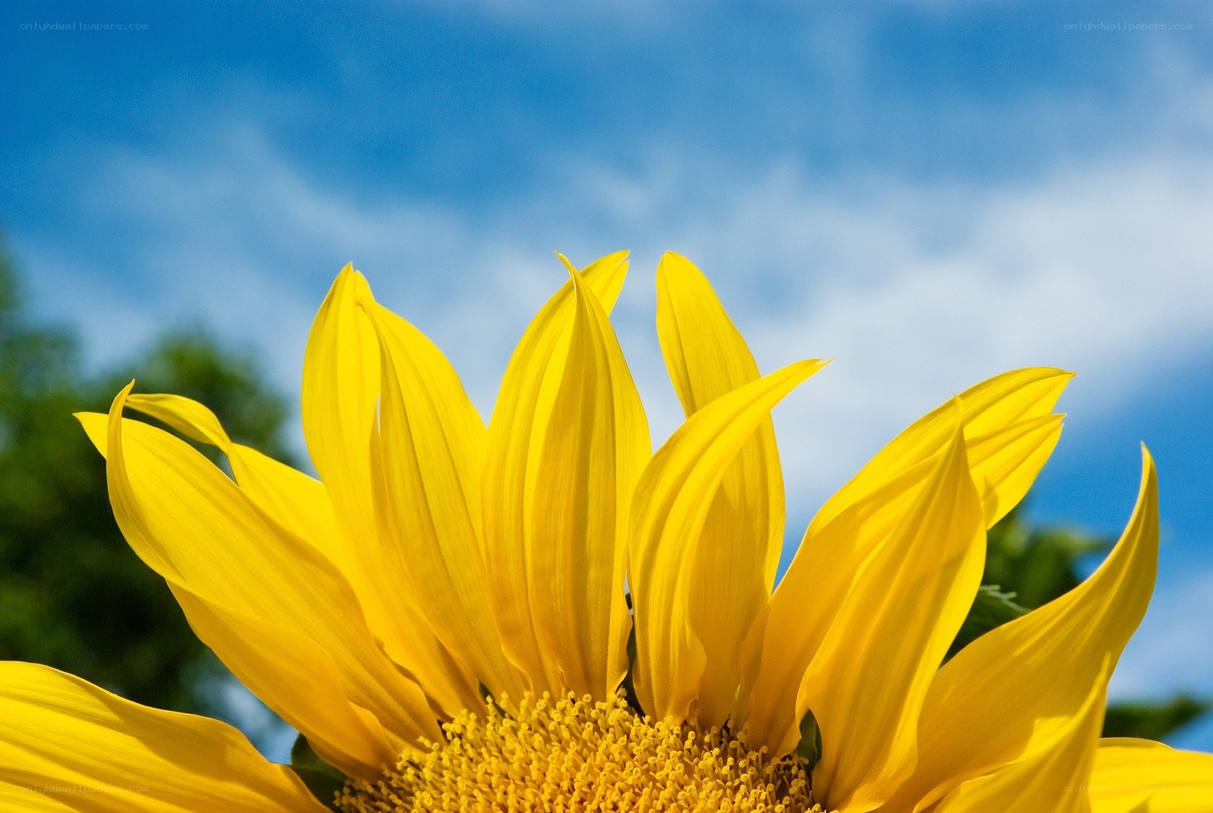 Sunflower against blue sky