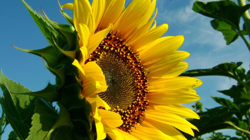 Sunflower against blue sky