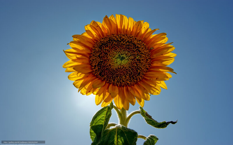 Sunflower against blue sky