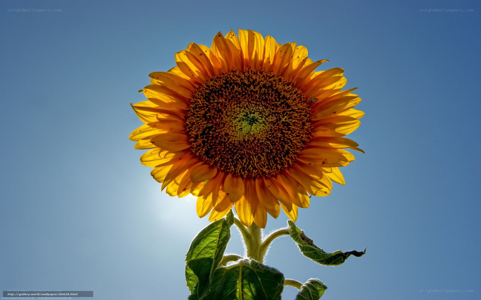 Sunflower against blue sky