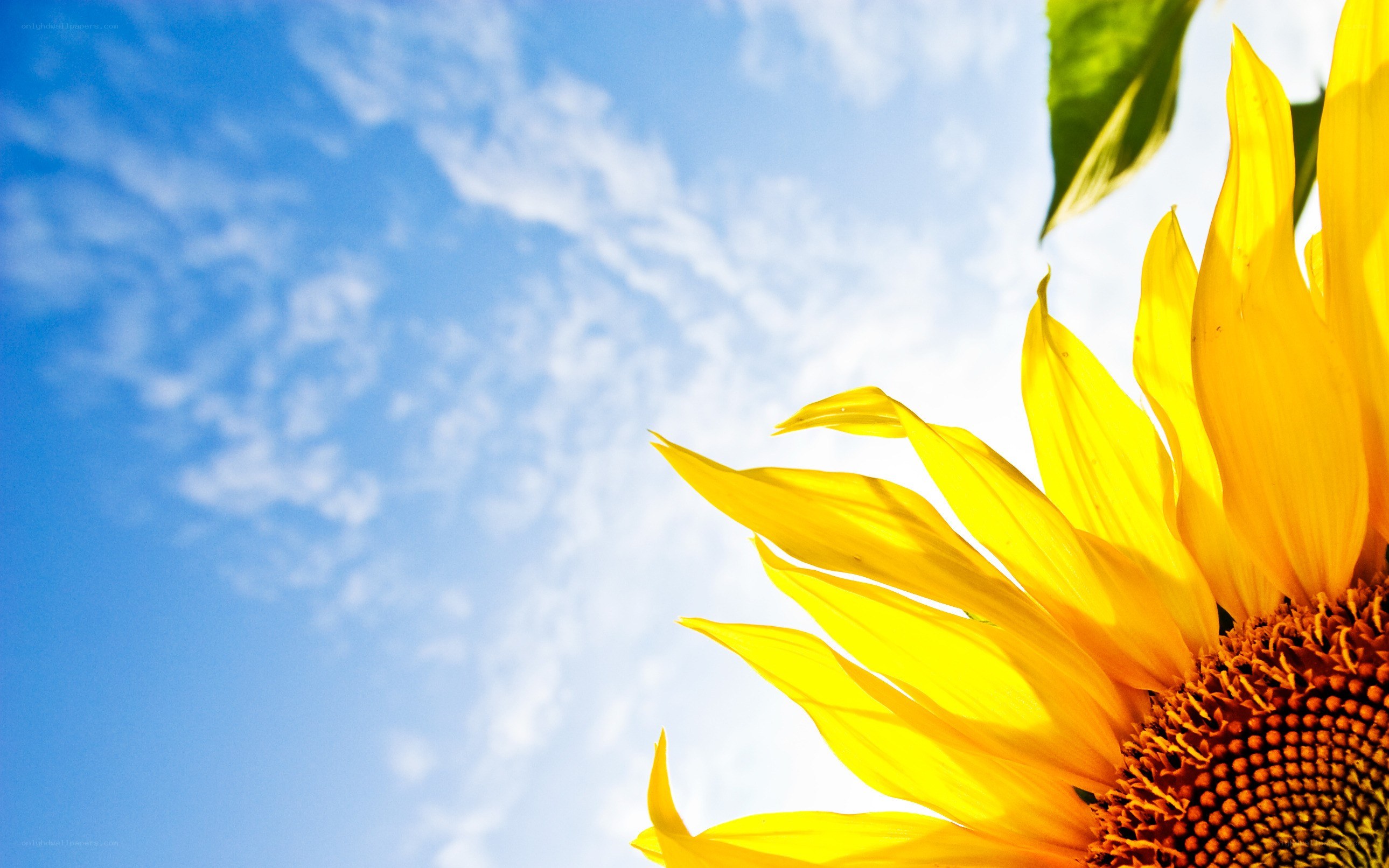 Sunflower against blue sky