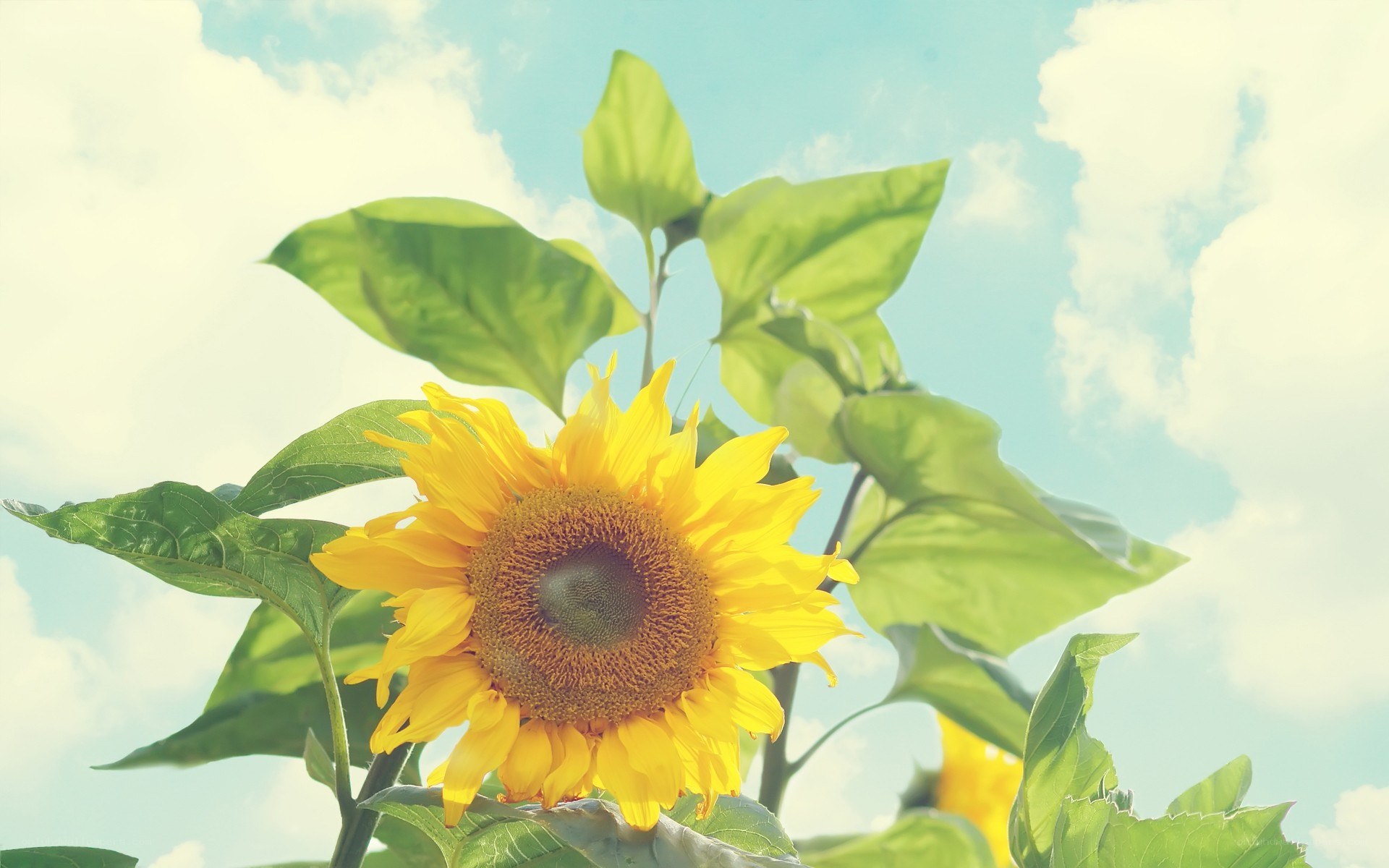 Sunflower against blue sky