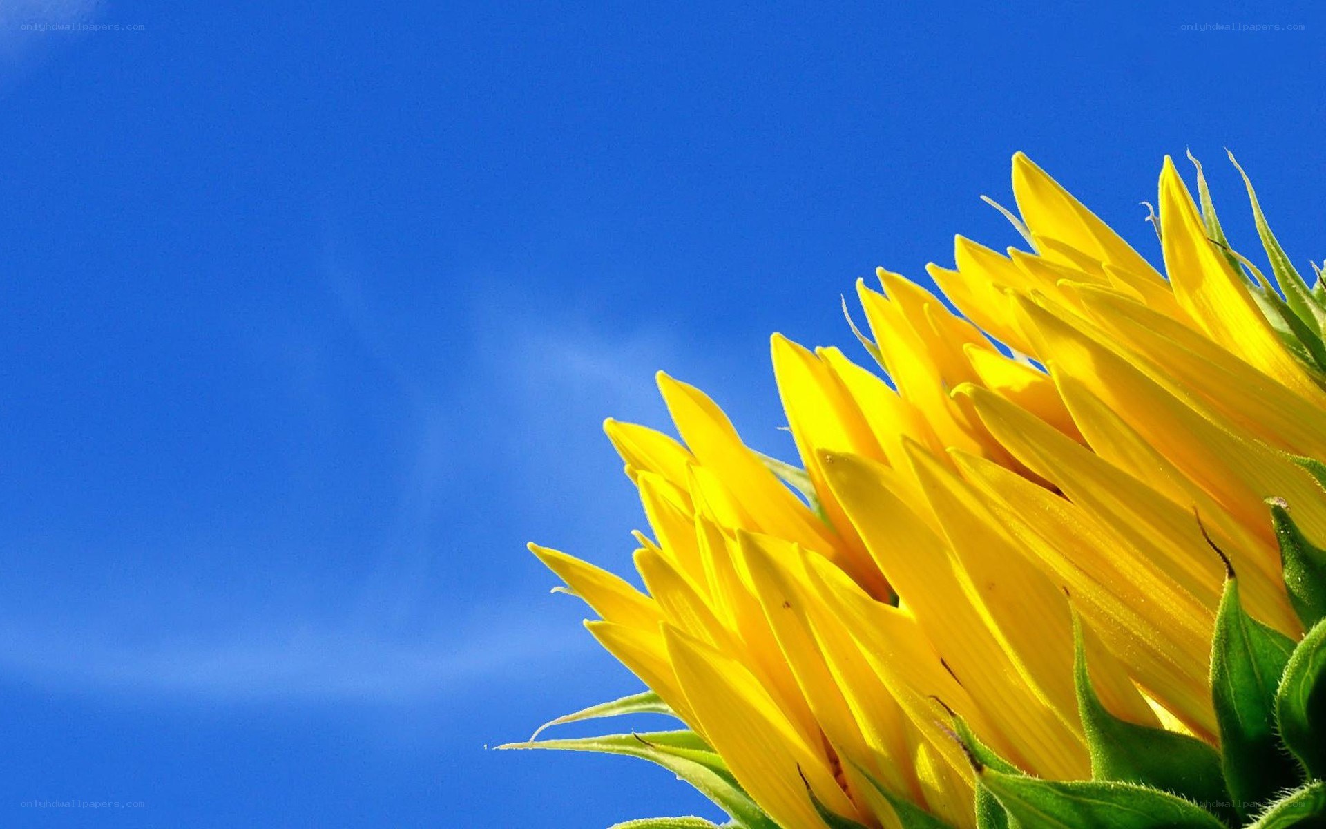Sunflower against blue sky