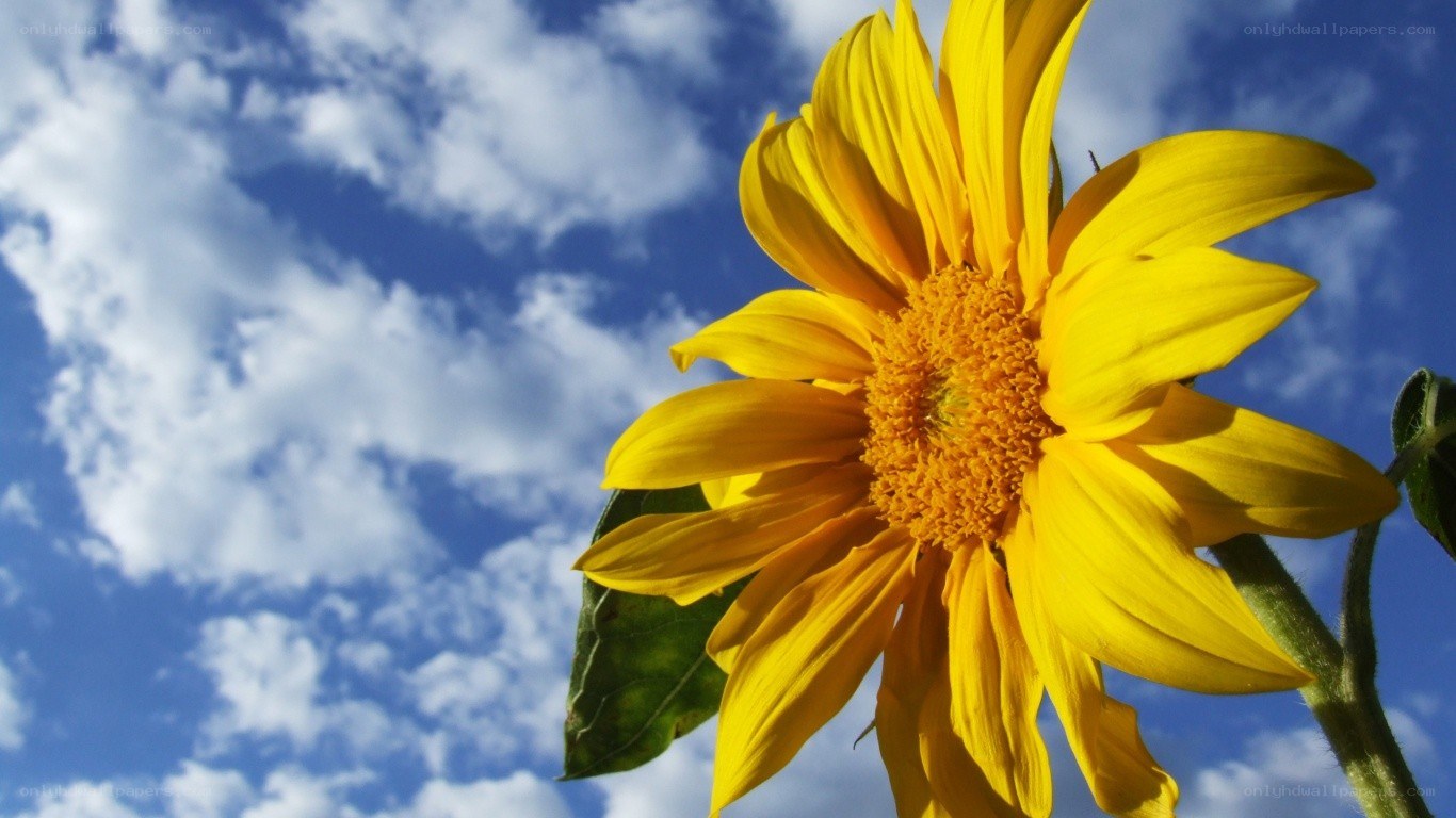 Sunflower against blue sky